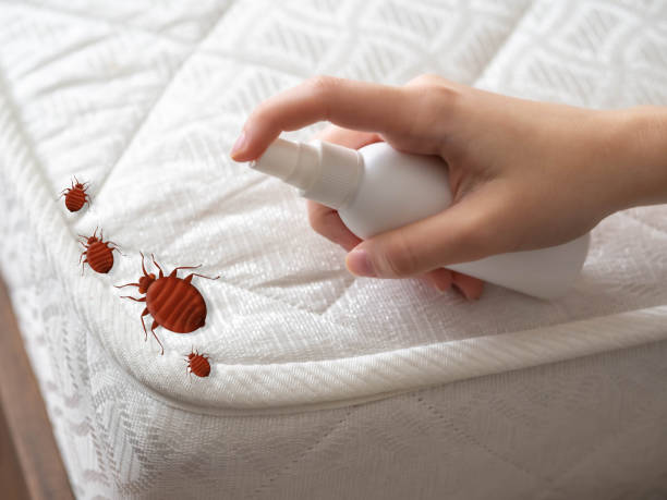 Best Termite Control Services  in New Albany, MS